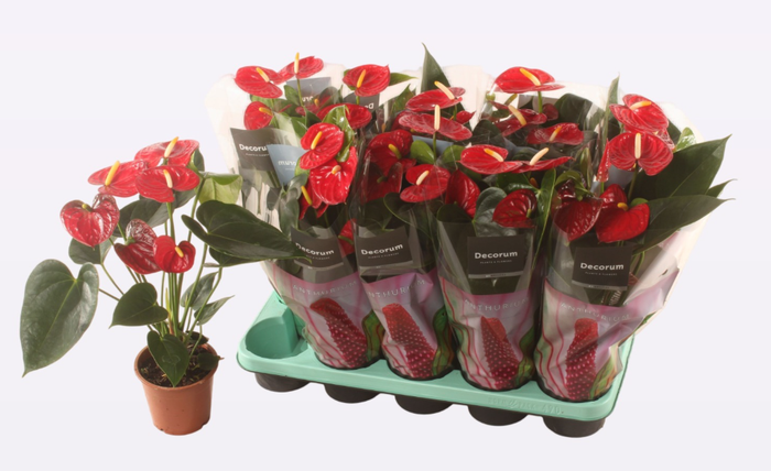 <h4>Anthurium Andreanum Grp gemengd</h4>