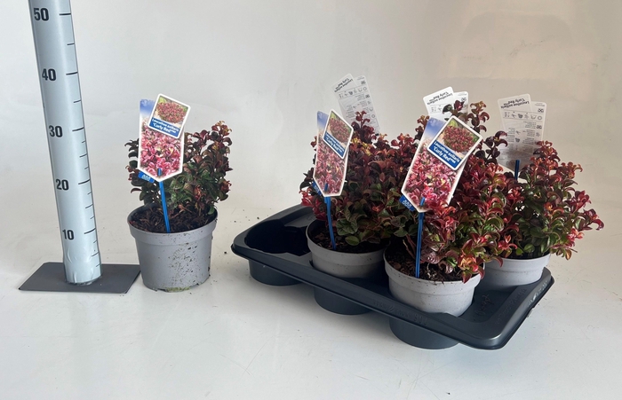 <h4>LEUCOT AX CURLY RED</h4>