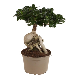 Ficus m. Ginseng pot ø24cm Carbon Free pot