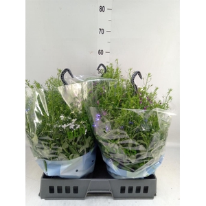 Lobelia erin. 'Summlov'   ...mix