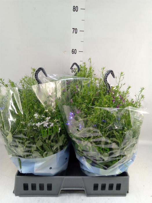 <h4>Lobelia erin. 'Summlov'   ...mix</h4>