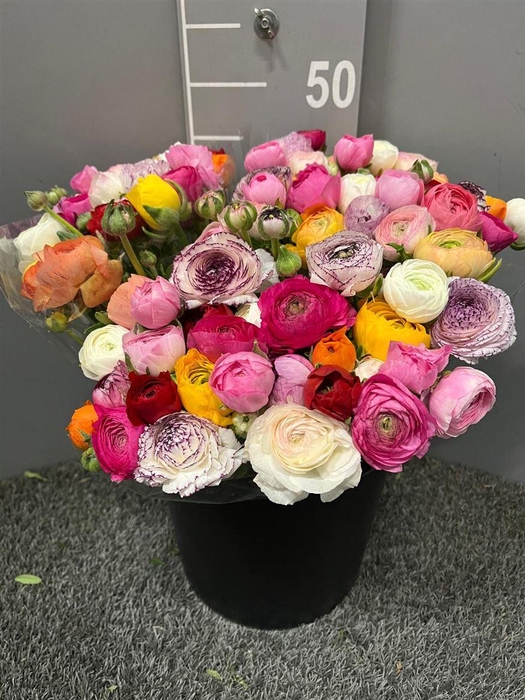 <h4>Ran Eleg Mix/bos</h4>