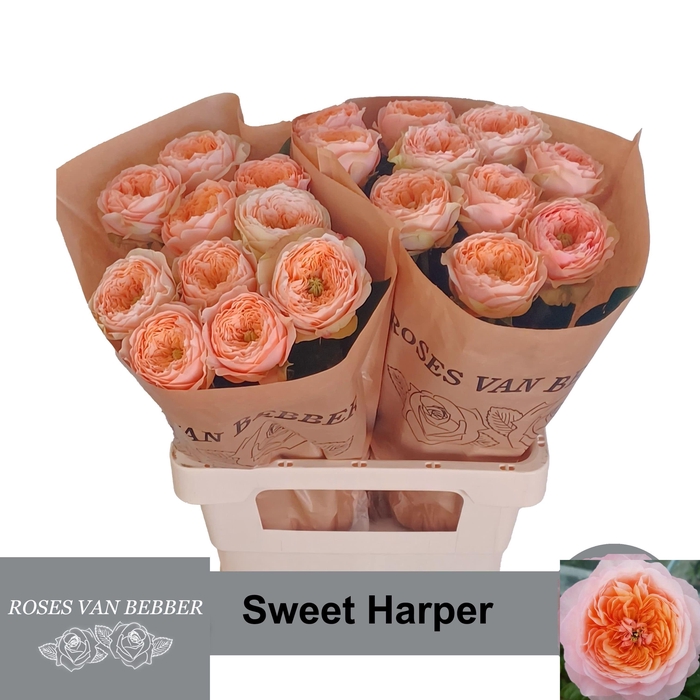 <h4>R GR SWEET HARPER!</h4>