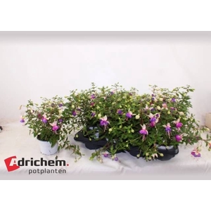 FUCHSIA B F CAMILLA