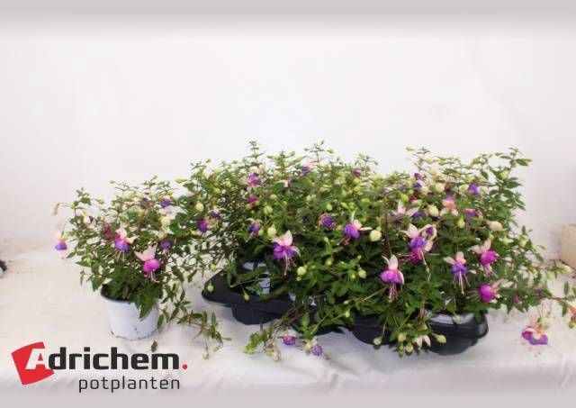 <h4>FUCHSIA B F CAMILLA</h4>