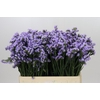 Limonium Sinuatum Donau Birds