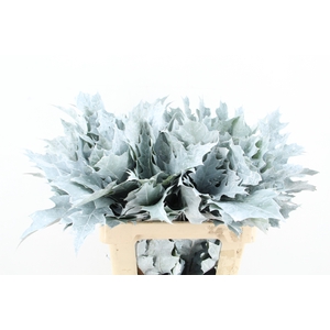 QUERC RUBRA 60CM FROST WIT
