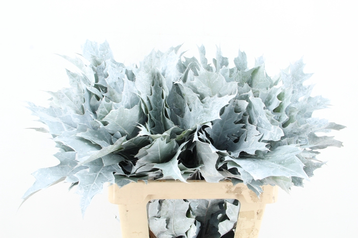 <h4>QUERC RUBRA 60CM FROST WIT</h4>
