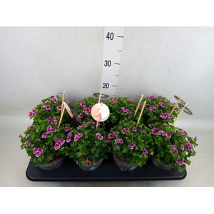 Pelargonium gran.   ..