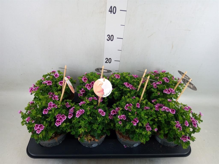 <h4>Pelargonium gran.   ..</h4>