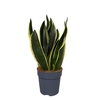 Sansevieria Black Gold