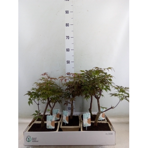 Bonsai   ...