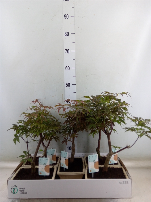 <h4>Bonsai   ...</h4>