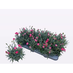 DIAN DI CORAL GRANIT