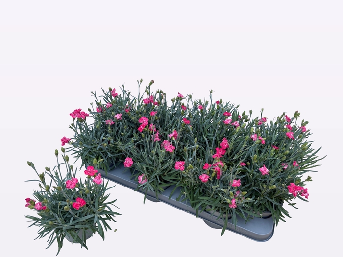 <h4>DIAN DI CORAL GRANIT</h4>