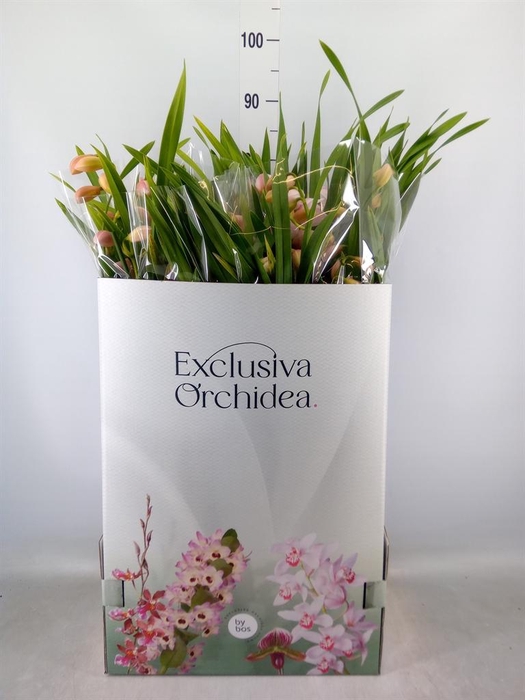 <h4>Cymbidium   ...</h4>