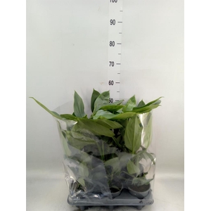 Philodendron   ...