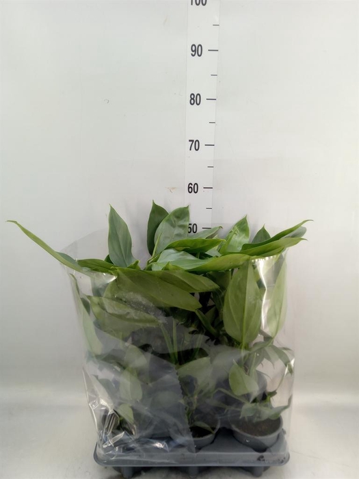 <h4>Philodendron ...</h4>
