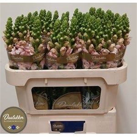 <h4>ANTIRRHINUM COSTA SILVER</h4>