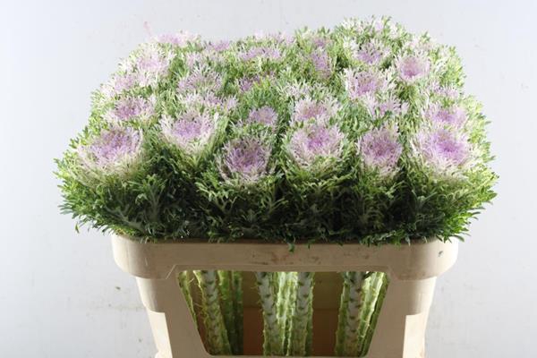 <h4>Brass Crane King</h4>