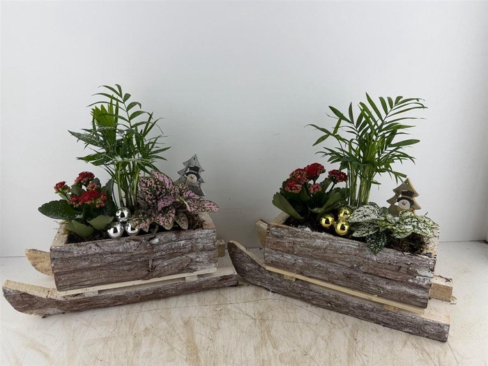 <h4>Arr (6) Arreslee Xl</h4>