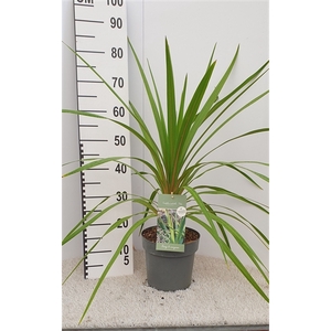 Cordyline Peko