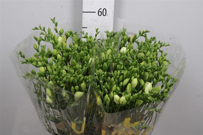 <h4>Fr Du Volante</h4>