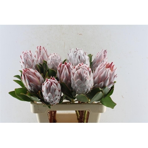 Protea Cynaroides