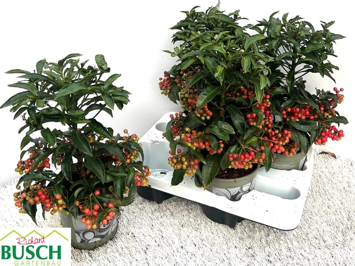 <h4>ARDIS CRENATA</h4>