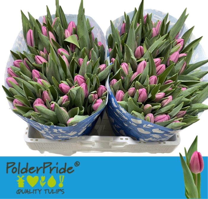 <h4>TU EN LINCOLN</h4>