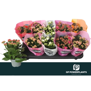 KAL GE PERF GEM 5 KL