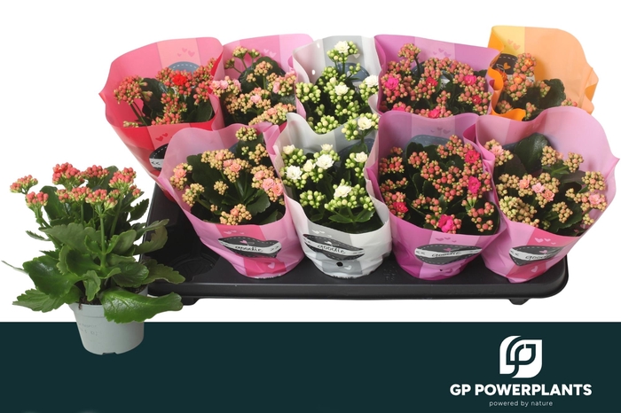 <h4>KAL GE PERF GEM 5 KL</h4>