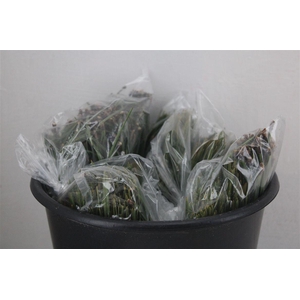 Dennen Needles Green P Bag