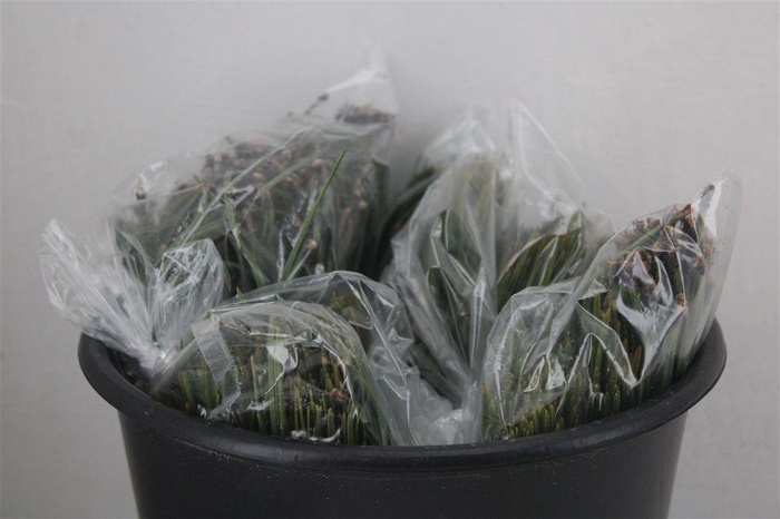 <h4>Dennen Needles Green P Bag</h4>