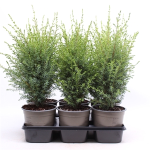 Juniperus communis 'Hibernica'