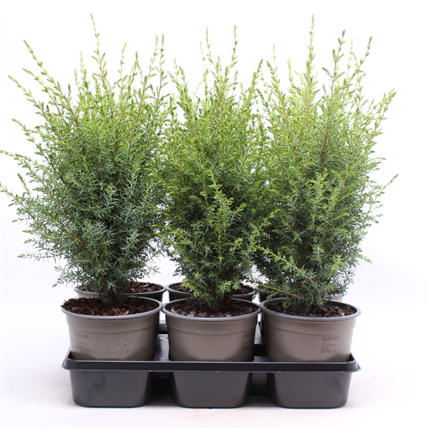 <h4>Juniperus communis 'Hibernica'</h4>