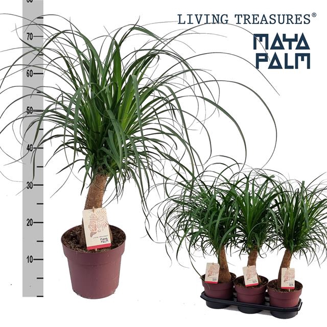 Nolina Recurvata (Beaucarnea) 19Ø 70cm