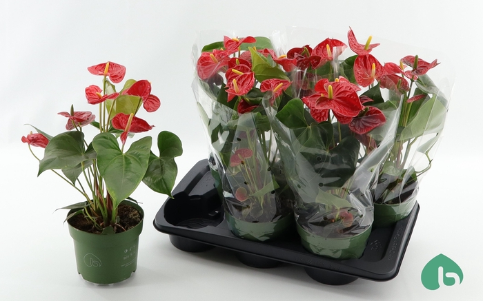 <h4>ANTHU AN MADURAL</h4>