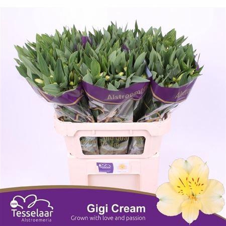 <h4>Alstroemeria Gigi Cream</h4>