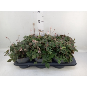 Tiarella  'Spring Symphony'