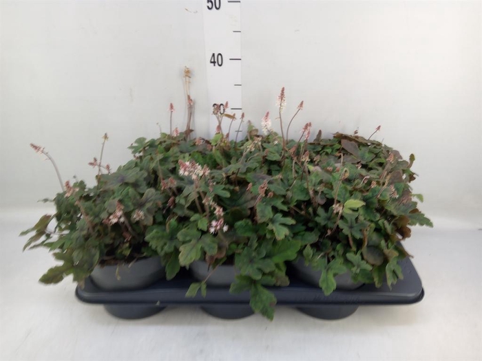 <h4>Tiarella  'Spring Symphony'</h4>