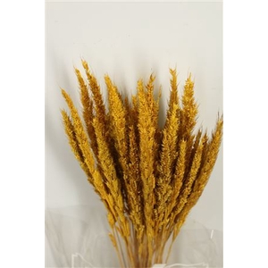 Dried Pinion Grass Yellow Bunch