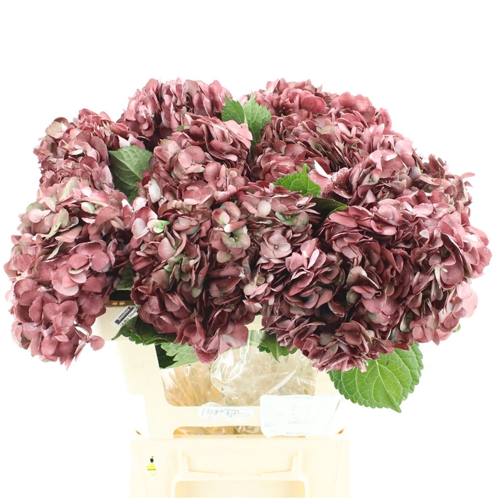 <h4>Hydr A Magenta</h4>