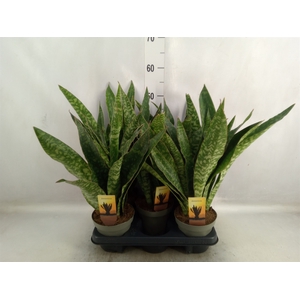 Sansevieria trifa.   ...