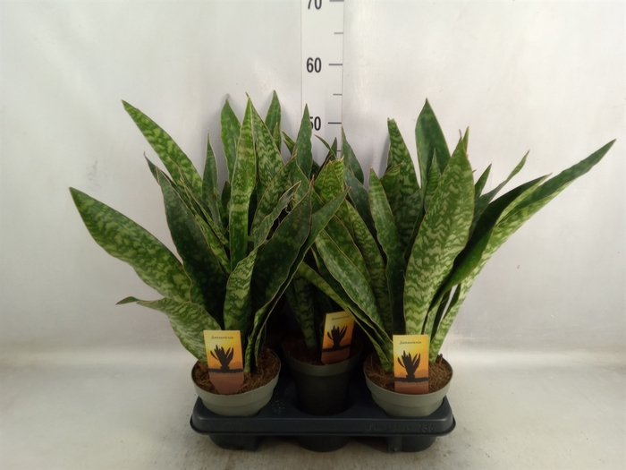 <h4>Sansevieria trifa.   ...</h4>