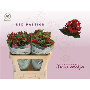 Bou En Red Passion