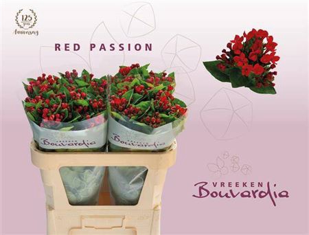 <h4>Bou En Red Passion</h4>