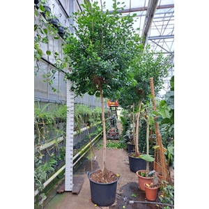 Ficus Moclame