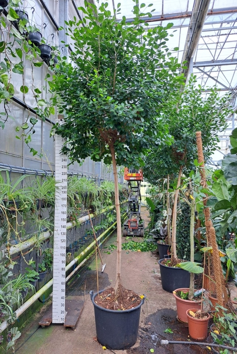 <h4>Ficus Moclame</h4>