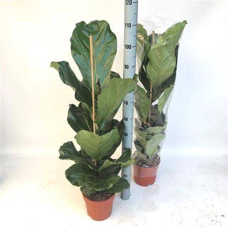 <h4>Ficus Lyrata</h4>